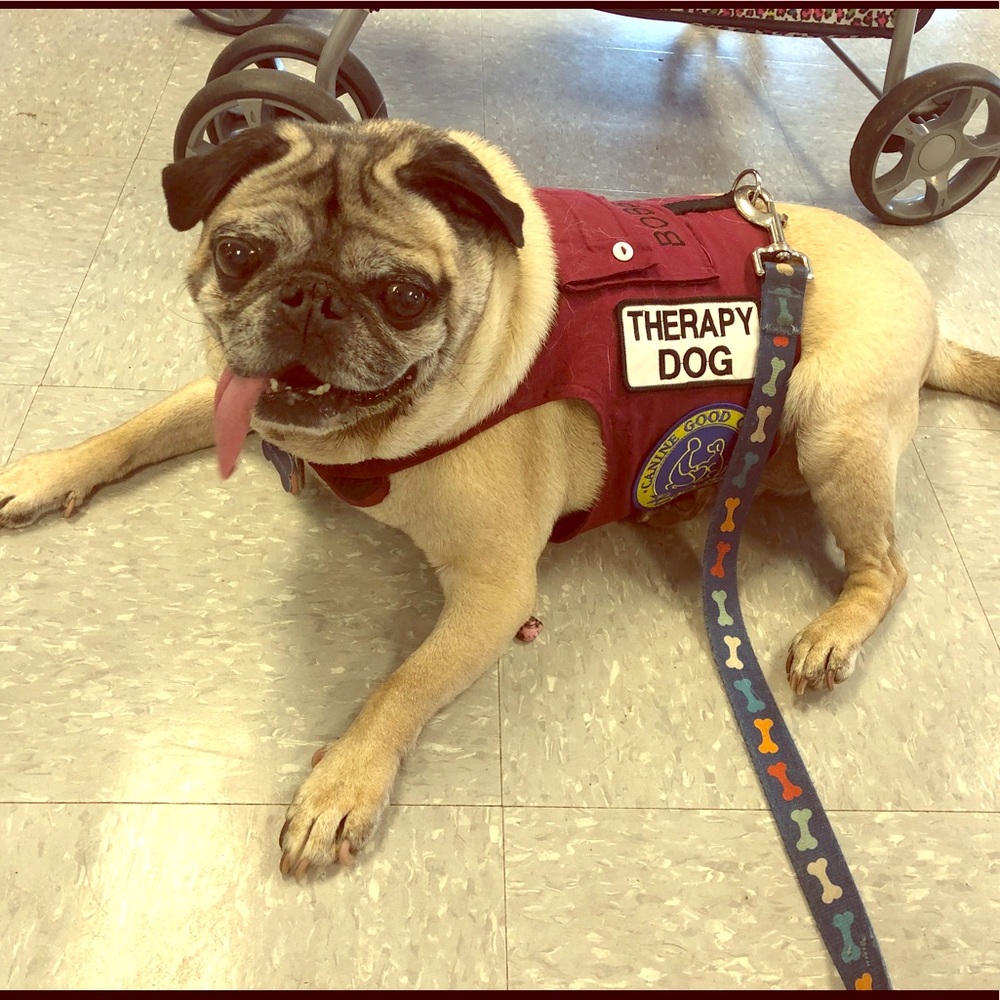 Meet your posher! Get to know me! My pug Bobby!